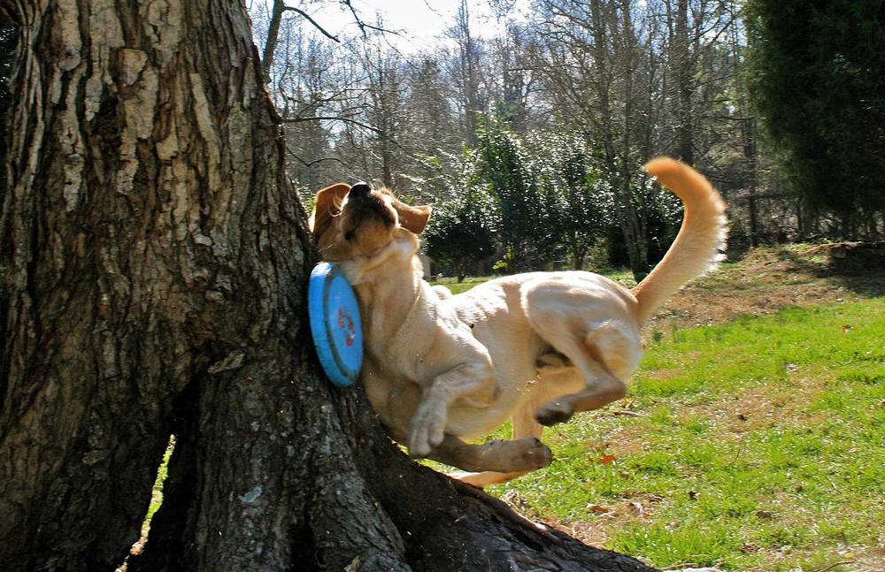 Source: http://sadmoment.com/dog-meets-tree-while-playing-fetch-in-the-park-with-a-frisbee/